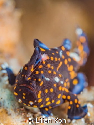 S P O T T Y
Juvenile Painted frogfish 
(Antennarius pic... by Lilian Koh 